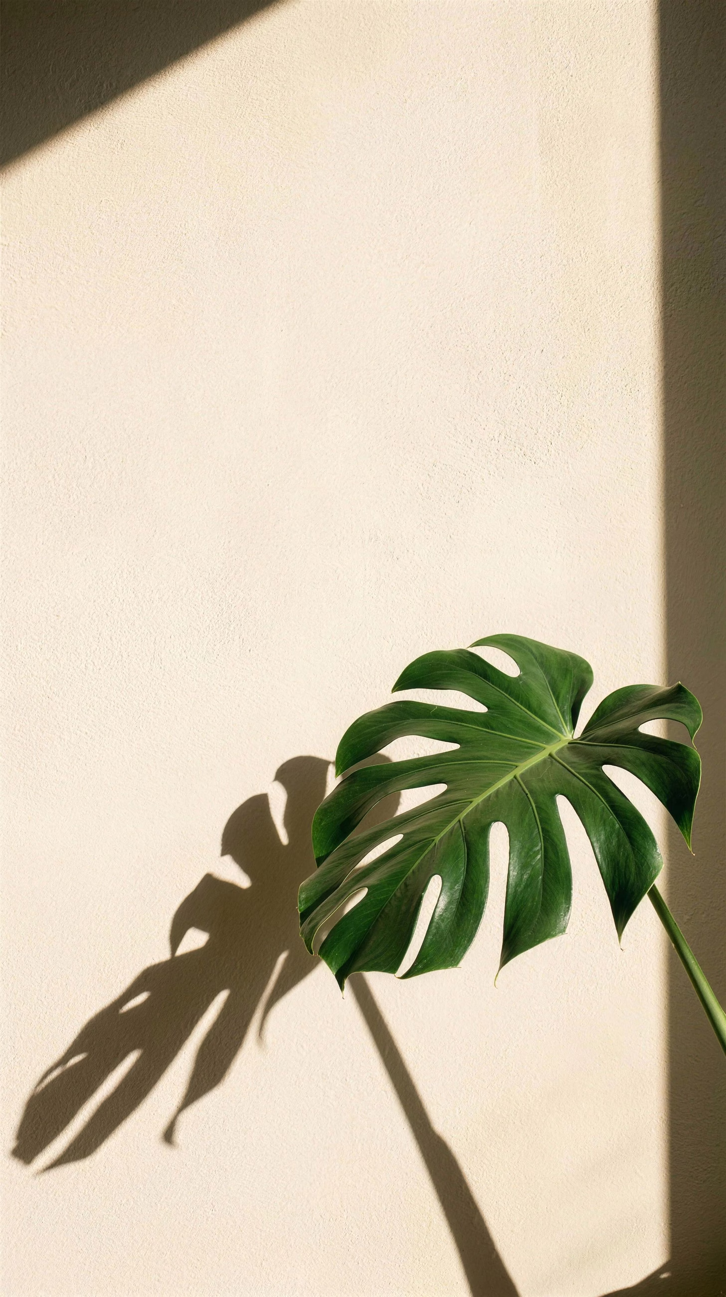 Monstera Shadow, a nature image in 9:16 format