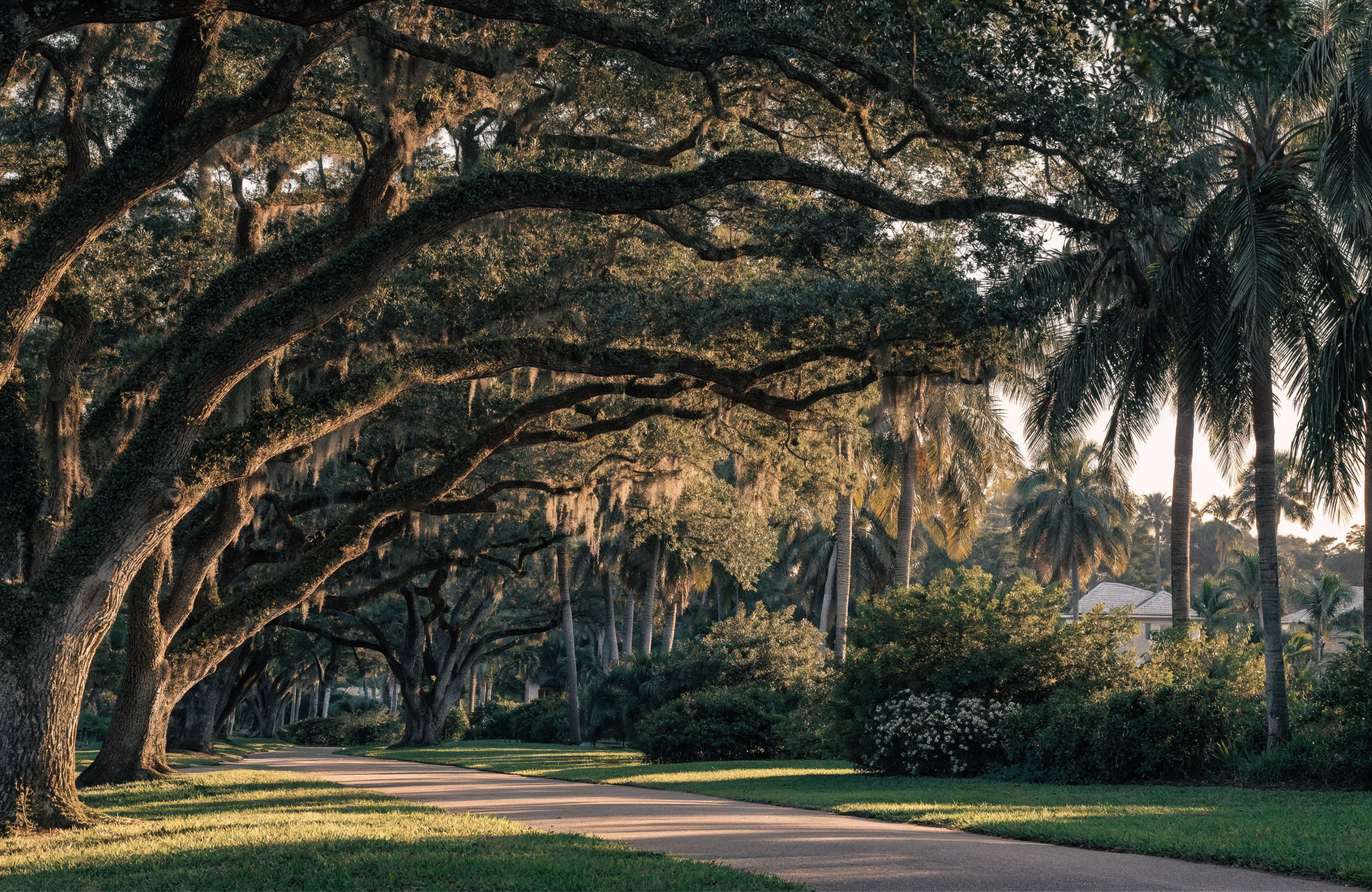 Oak Avenue, a nature image in 16:9 format