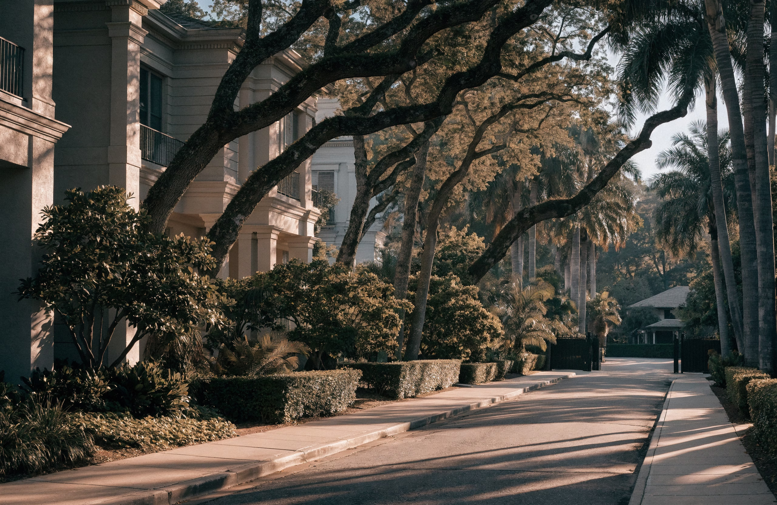 Oak Drive, a nature image in 16:9 format