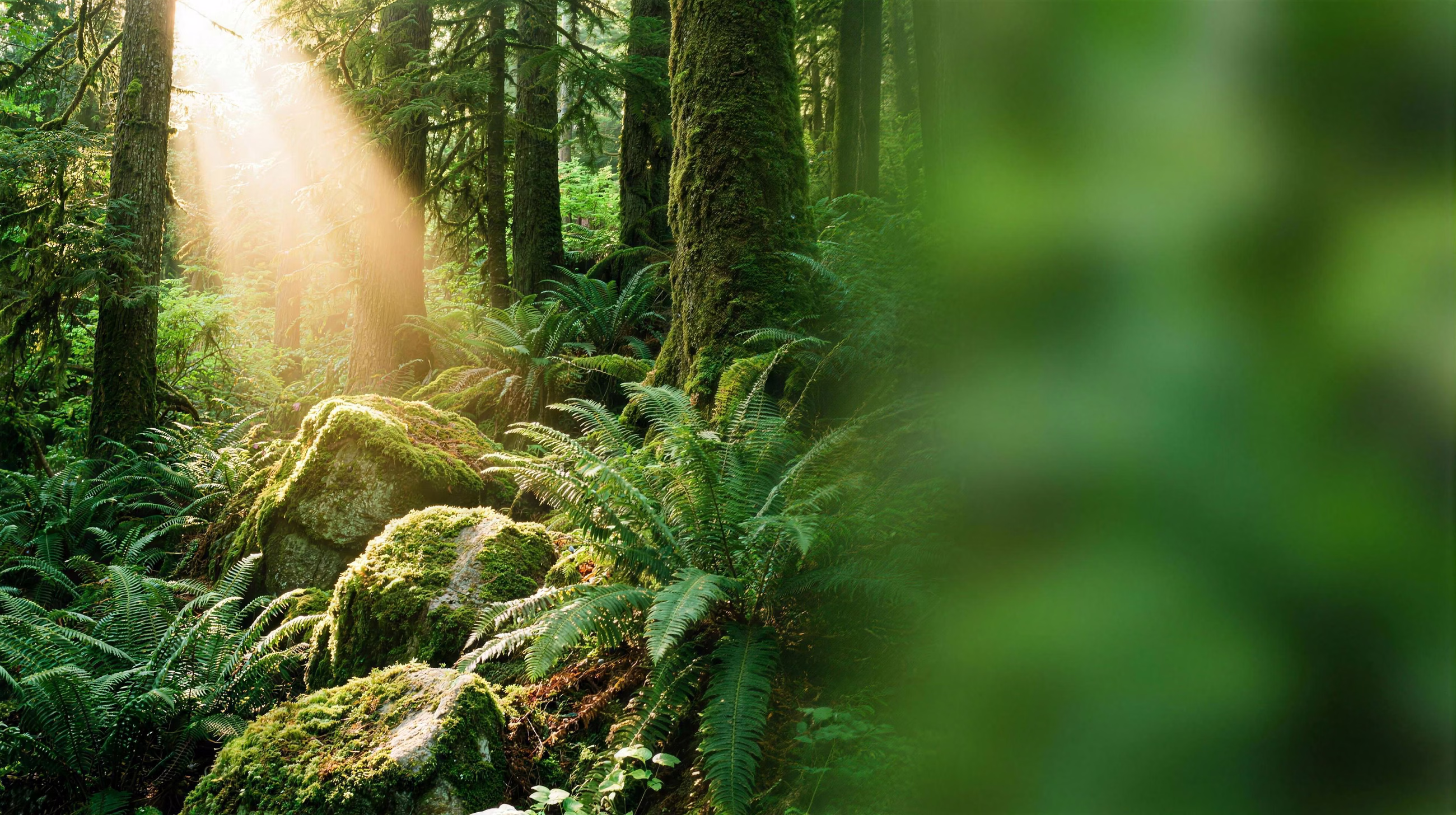 Rainforest Light, a nature image in 16:9 format