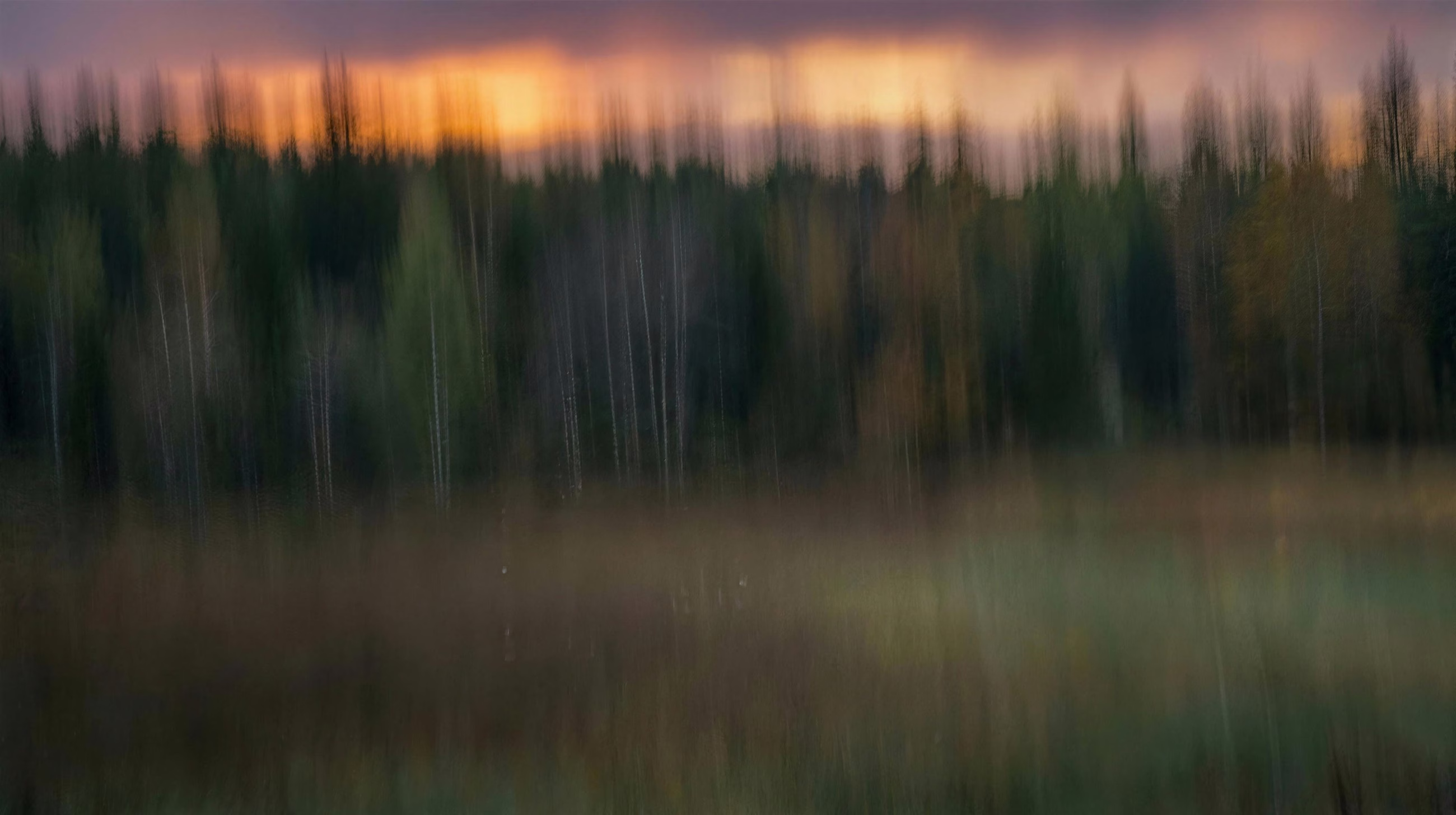 Tree Pan, a motion image in 16:9 format
